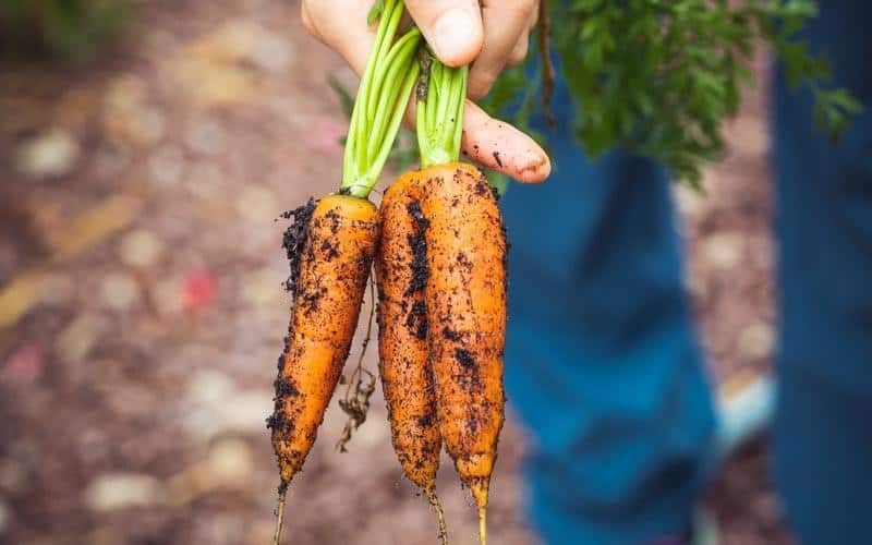 ĂN thực phẩm organic giúp hạn chế tiếp xúc với thuốc trừ sâu