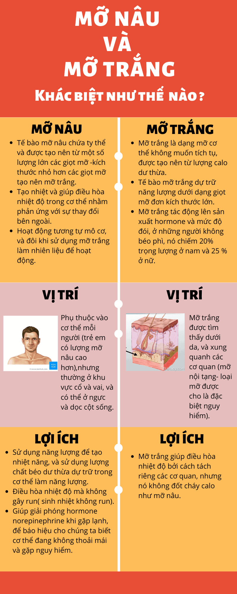 mỡ nâu
